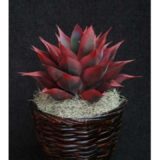 Rattan Tapered Planter Small 6" - Image 2