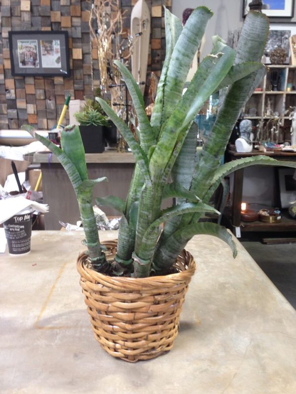Rattan Tapered Planter Small 6" - Image 4