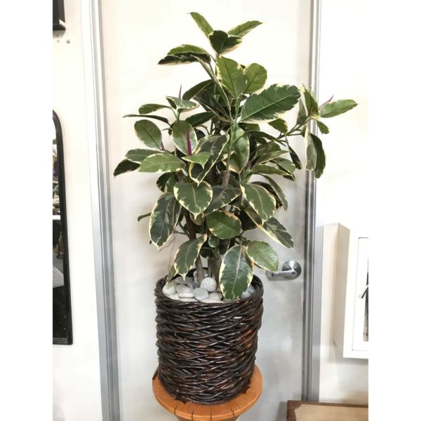 Tarsana Planter - Image 8