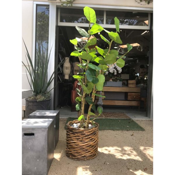 Tarsana Planter - Image 4